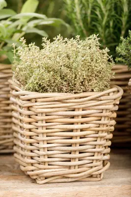 Thymus x citriodorus 'Aureus' (Citroentijm 'Aureus') - afbeelding 9