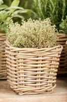 Thymus x citriodorus 'Aureus' (Citroentijm 'Aureus') - afbeelding 9