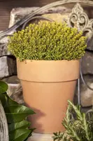 Thymus x citriodorus 'Aureus' (Citroentijm 'Aureus') - afbeelding 3