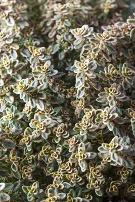 Thymus x citriodorus 'Aureus' (Citroentijm 'Aureus') - afbeelding 5