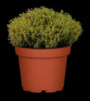 Thymus x citriodorus 'Aureus' (Citroentijm 'Aureus') - afbeelding 13
