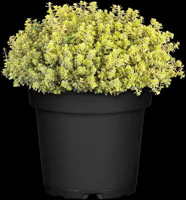 Thymus x citriodorus 'Aureus' (Citroentijm 'Aureus') - afbeelding 4
