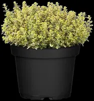 Thymus x citriodorus 'Aureus' (Citroentijm 'Aureus') - afbeelding 7