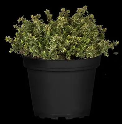 Thymus x citriodorus 'Aureus' (Citroentijm 'Aureus') - afbeelding 12