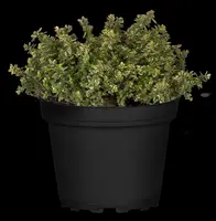 Thymus x citriodorus 'Aureus' (Citroentijm 'Aureus') - afbeelding 12