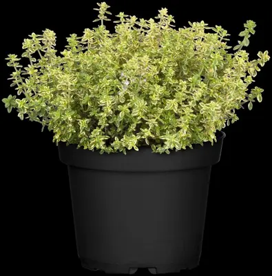 Thymus x citriodorus 'Aureus' (Citroentijm 'Aureus') - afbeelding 8