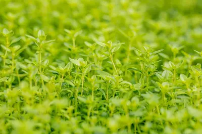 Thymus x citriodorus 'Aureus' (Citroentijm 'Aureus') - afbeelding 14