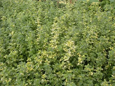 Thymus x citriodorus 'Aureus' (Citroentijm 'Aureus') - afbeelding 11