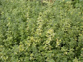 Thymus x citriodorus 'Aureus' (Citroentijm 'Aureus') - afbeelding 11