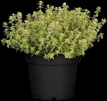 Thymus x citriodorus 'Aureus' (Citroentijm 'Aureus') - afbeelding 10