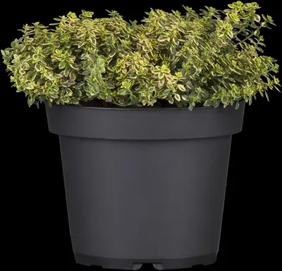 Thymus x citriodorus 'Aureus' (Citroentijm 'Aureus') - afbeelding 1