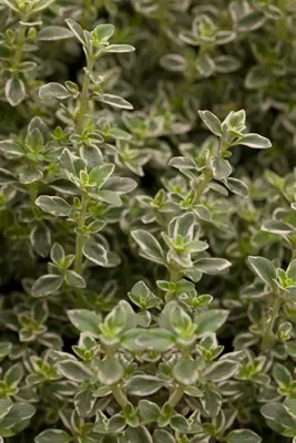 Thymus x citriodorus, grün-weiß (Citroentijm) - afbeelding 1