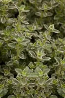 Thymus x citriodorus, grün-weiß (Citroentijm) - afbeelding 1