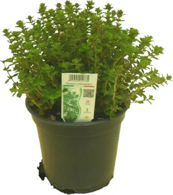 Thymus x citriodorus, grün-weiß (Citroentijm) - afbeelding 1