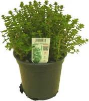 Thymus x citriodorus, grün-weiß (Citroentijm) - afbeelding 1