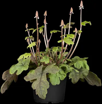Tiarella cordifolia (Schuimbloem) - afbeelding 4