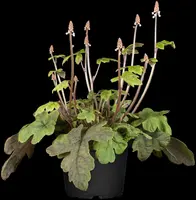 Tiarella cordifolia (Schuimbloem) - afbeelding 4