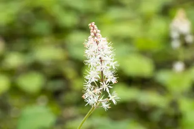 Tiarella cordifolia (Schuimbloem) - afbeelding 6
