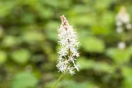 Tiarella cordifolia (Schuimbloem) - afbeelding 6