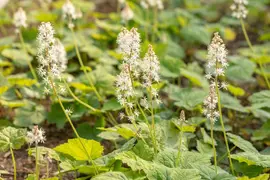 Tiarella cordifolia (Schuimbloem) - afbeelding 7