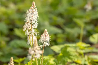 Tiarella cordifolia (Schuimbloem) - afbeelding 9