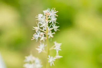 Tiarella cordifolia (Schuimbloem) - afbeelding 11