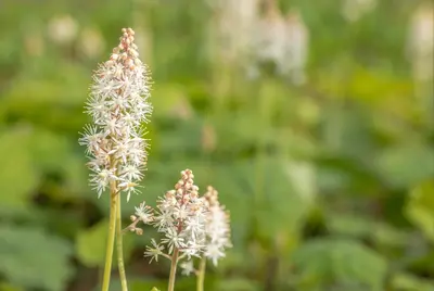 Tiarella cordifolia (Schuimbloem) - afbeelding 10