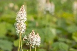 Tiarella cordifolia (Schuimbloem) - afbeelding 10