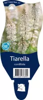 Tiarella cordifolia (Schuimbloem) kopen?