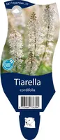 Tiarella cordifolia (Schuimbloem) - afbeelding 1