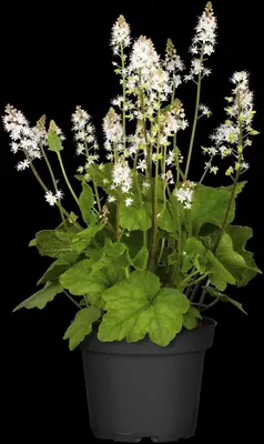 Tiarella cordifolia (Schuimbloem) - afbeelding 3