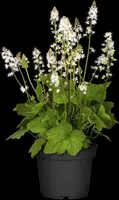 Tiarella cordifolia (Schuimbloem) - afbeelding 3