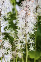 Tiarella cordifolia (Schuimbloem) - afbeelding 2