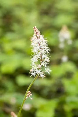 Tiarella cordifolia (Schuimbloem) - afbeelding 5