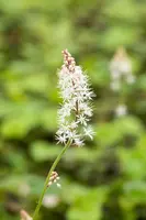Tiarella cordifolia (Schuimbloem) - afbeelding 5
