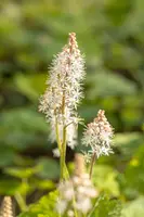 Tiarella cordifolia (Schuimbloem) - afbeelding 8