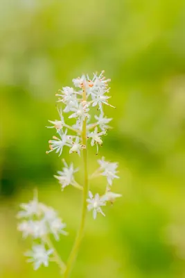 Tiarella cordifolia (Schuimbloem) - afbeelding 12