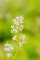 Tiarella cordifolia (Schuimbloem) - afbeelding 12
