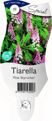 Tiarella 'Pink Skyrocket' (Schuimbloem) - afbeelding 1