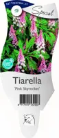 Tiarella 'Pink Skyrocket' (Schuimbloem) - afbeelding 1
