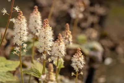 Tiarella Wherryi (Perzischemuts) - afbeelding 5