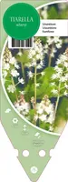 Tiarella Wherryi (Perzischemuts) - afbeelding 1