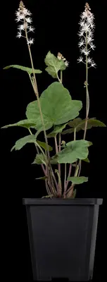 Tiarella Wherryi (Perzischemuts) - afbeelding 4