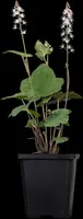 Tiarella Wherryi (Perzischemuts) - afbeelding 4