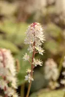 Tiarella Wherryi (Perzischemuts) - afbeelding 6
