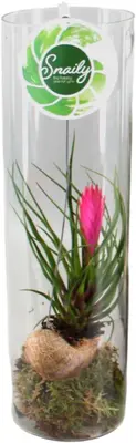 Tillandsia Cyanea in glas - afbeelding 1