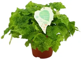 Tolmiea menziesii 'Variegata' (Kindje op moeders schoot) 25cm - afbeelding 1