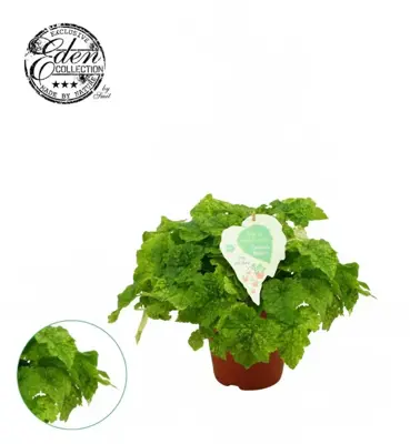 Tolmiea menziesii 'Variegata' (Kindje op moeders schoot) 25cm - afbeelding 2