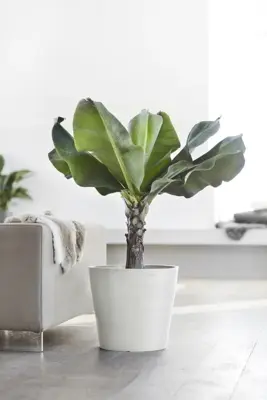 TPC ECOPOTS bloempot Amsterdam Ø60cm Puurwit - afbeelding 4