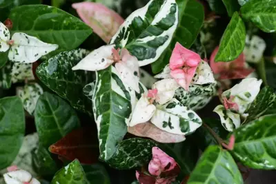 Trachelospermum asiaticum Pink Air (Toscaanse Jasmijn) klimplant 75cm - afbeelding 2